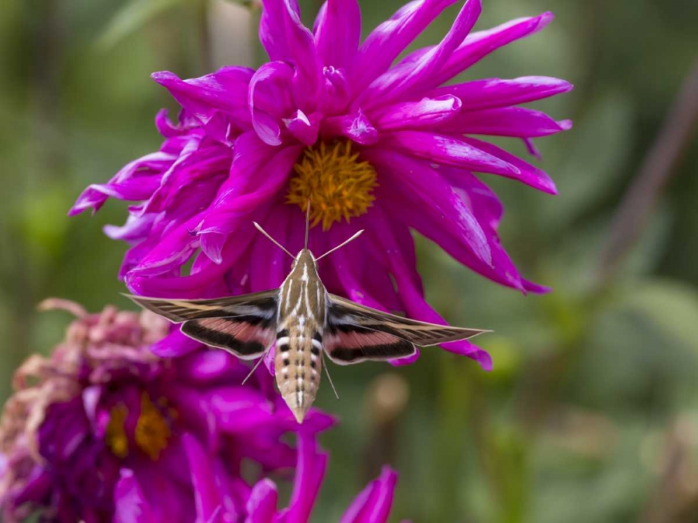 Colorado White-lined sphinx moth feeds on flower art print by Fred Lord for $57.95 CAD